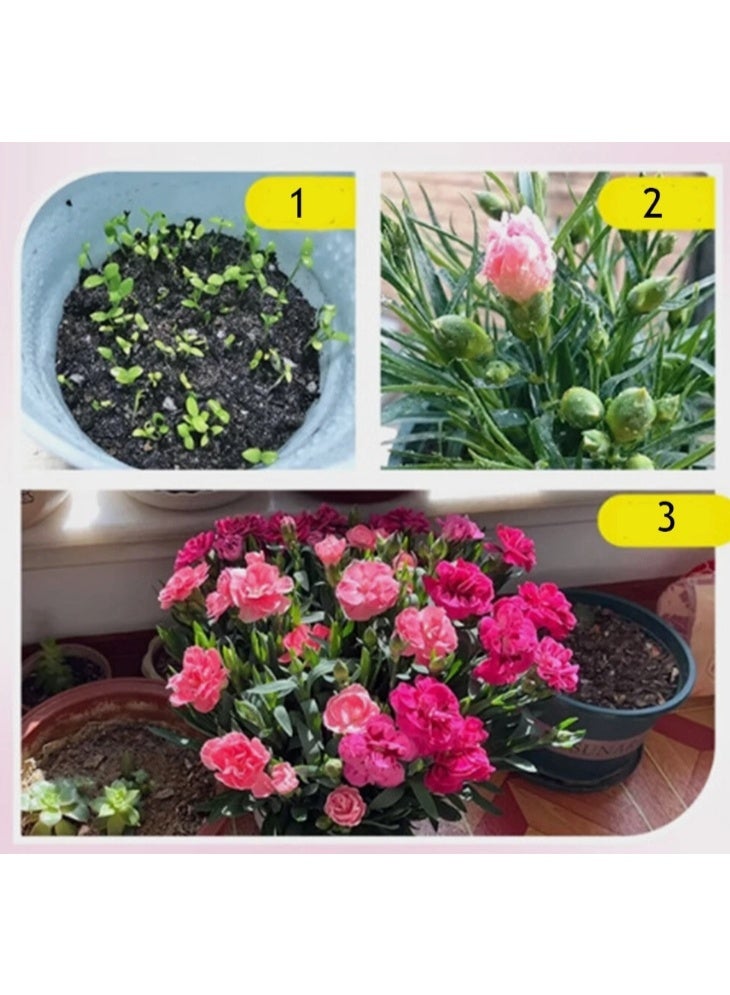 الواحة-TH 220 بذرة زهرة القرنفل، زهرة القرنفل ثنائية اللون، نبات معمر متعدد الألوان - Image 3